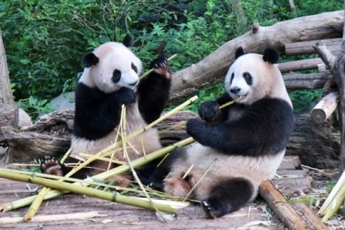 杭州繁育公司排名前十(杭州生物公司排行榜)插图2