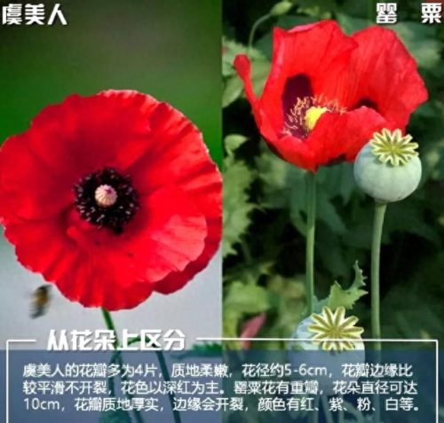 罂粟属(罂粟籽的特效止咳药有什么危害)插图9