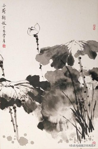 白腹凯克鹦鹉(凯克多少钱一只)插图17
