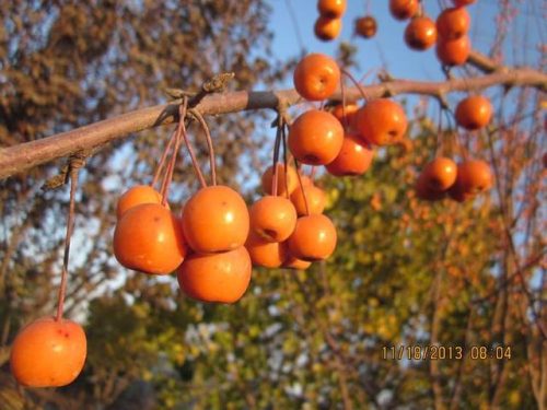 园艺种植价格排名前十(国内园艺公司排名)插图23