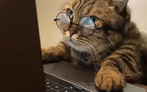猫性格排名前十(性格好粘人的猫)