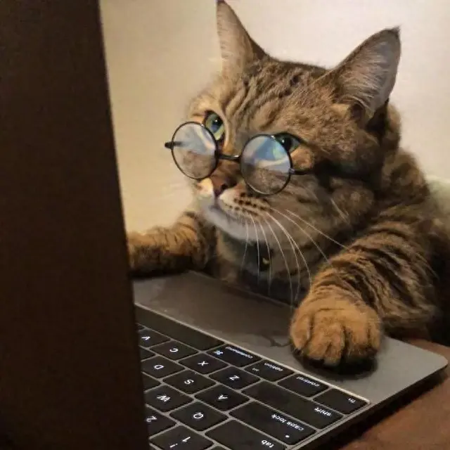 猫性格排名前十(性格好粘人的猫)插图