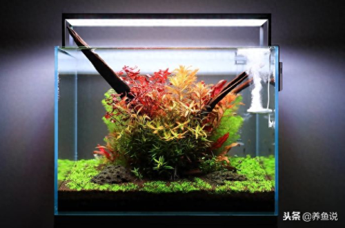 水族硝化细菌排名前十位(鱼缸硝化细菌十大排名)插图2