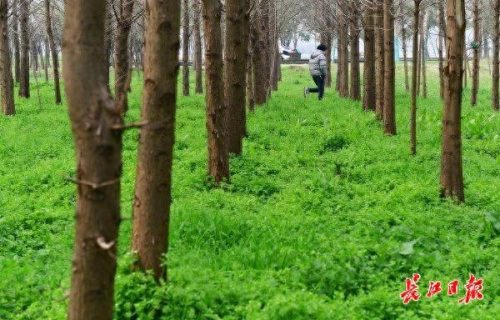 什么的绿毯(绿毯)插图