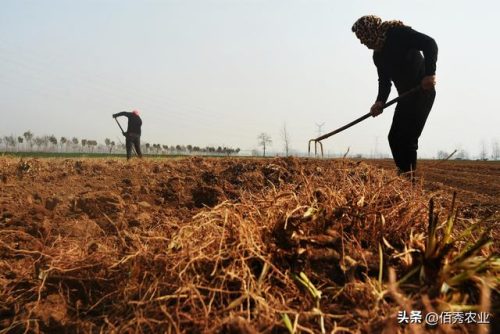 药材好种植吗(2024年可能猛涨的药材)插图1