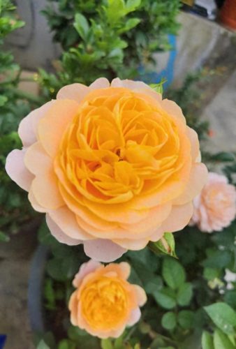 情人节彩信(手机短信情人节送祝福)插图4