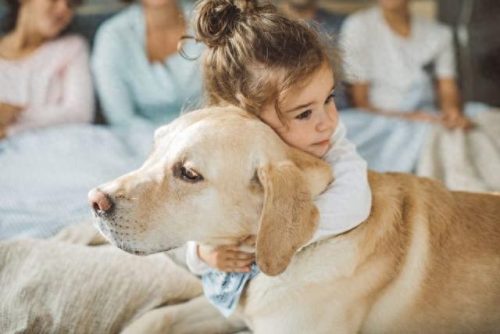 宠物犬的聪明度排名前十(常见宠物犬智力排名)插图6