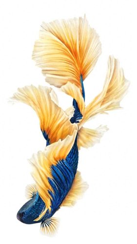 鱼鱼桌面秀(鱼鱼桌面秀侧边栏)插图109