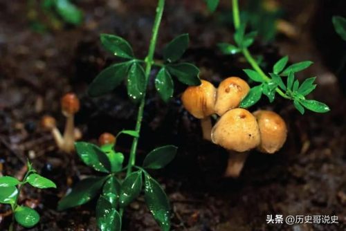 大暑时节物候特征(大暑期间物候特征)插图9