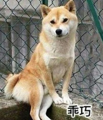 排名前十狗狗起名(最旺财的犬名)插图6