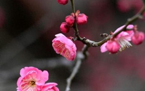 梅林景区排名前十(新建县梅林景点排行榜)