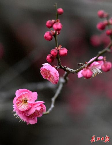 梅林景区排名前十(新建县梅林景点排行榜)插图