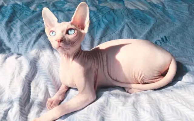 猫性格排名前十(性格好粘人的猫)插图4