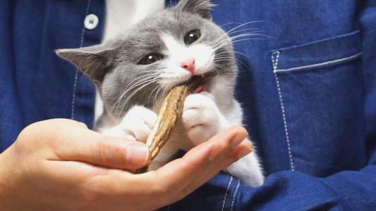 猫吃鱼会不会被鱼刺卡住(猫被鱼刺卡了会自愈吗)插图5