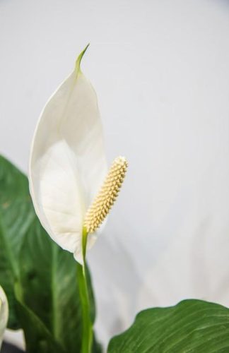 一帆风顺花图片(全屏漂亮吉祥花图片)插图16