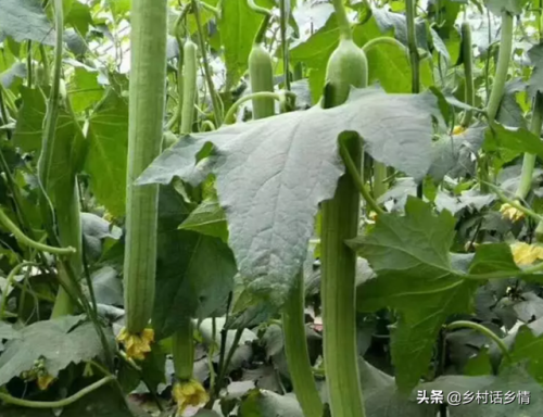 荷兰蔬菜产量排名前十(荷兰出口全世界蔬菜)插图3