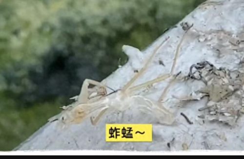刘若英的老公(刘若英儿子)插图3