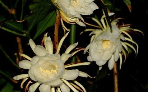 昙花的功效和吃法大全(昙花炒鸡蛋的正确做法)