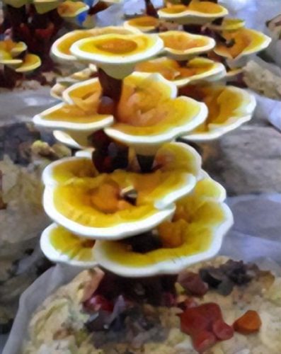 灵芝年份越久越好么(灵芝越久的越好吗)插图1
