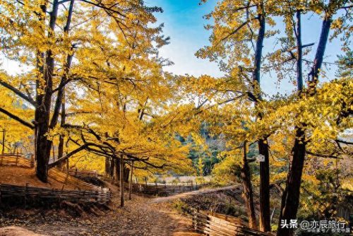 银杏景点排名前十(中国十大银杏景区)插图17