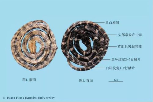 廉江会所美食排名前十(廉江月子会所排名)插图5