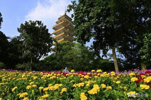 重庆市排名前十的树是哪些(镇宅十大吉树)插图