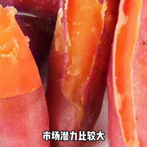 高端红薯排名前十(十大红薯排行榜)插图