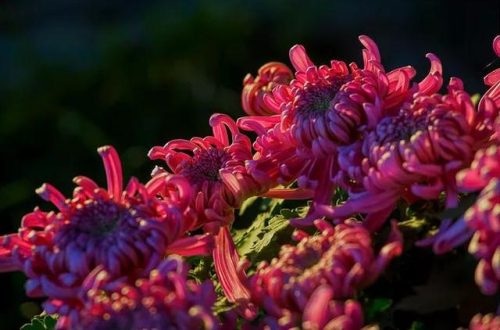 不是花中偏爱菊 此花开尽更无花的意思(花中偏爱菊此花开尽更无花的意思)插图6
