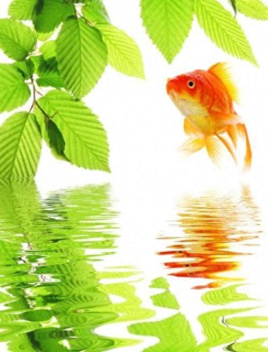 鱼鱼桌面秀(鱼鱼桌面秀侧边栏)插图54