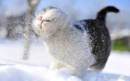 东北人猫冬是什么意思(东北人猫冬)插图1