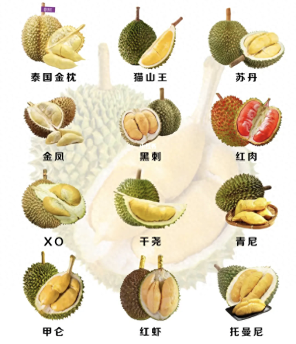 云南榴莲品种排名前十(榴莲品种十大排行榜)插图1