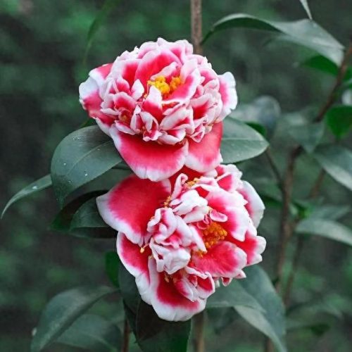 茶花品种排名前十(茶花最美的是什么品种)插图16