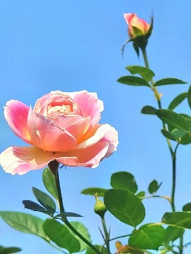 情人节彩信(手机短信情人节送祝福)插图3
