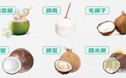 椰子品牌排名前十(椰子鞋品牌的代工厂)