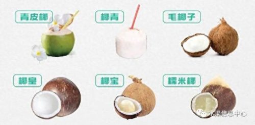 椰子品牌排名前十(椰子鞋品牌的代工厂)插图