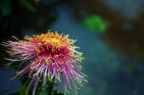 不是花中偏爱菊 此花开尽更无花的意思(花中偏爱菊此花开尽更无花的意思)插图7