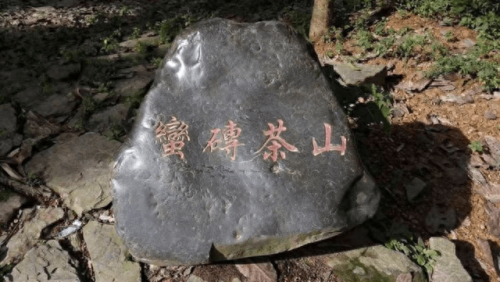 云南茶山排名前十(云南六大茶山排名)插图5