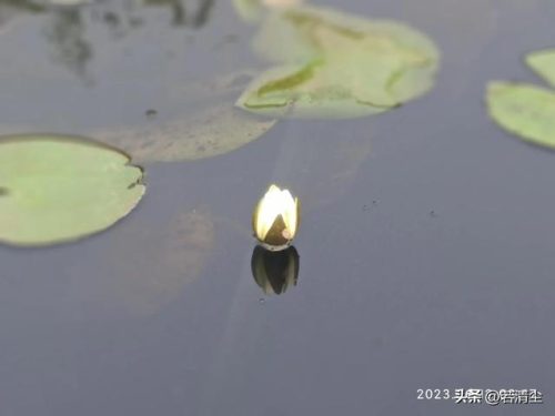 情感日志心情随笔(情感日志人生感悟)插图2