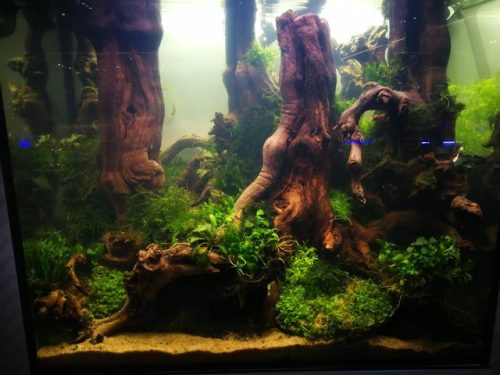 迷你鱼缸平价排名前十(迷你水族箱小鱼缸教程)插图13