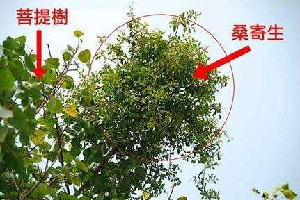 桑寄生的功效与作用及食用方法(桑寄生图片)插图5