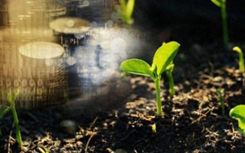 十年树木百年树人的树是什么意思(树高百尺叶落归根什么意思)