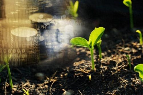 十年树木百年树人的树是什么意思(树高百尺叶落归根什么意思)插图