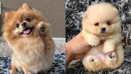 博美犬智商排名前十(玩具博美智商)插图3