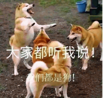 排名前十狗狗起名(最旺财的犬名)插图9