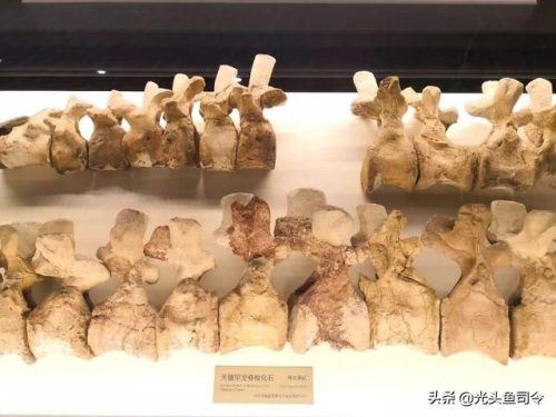 民间关于蛇的传说(有关蛇的传说)插图9