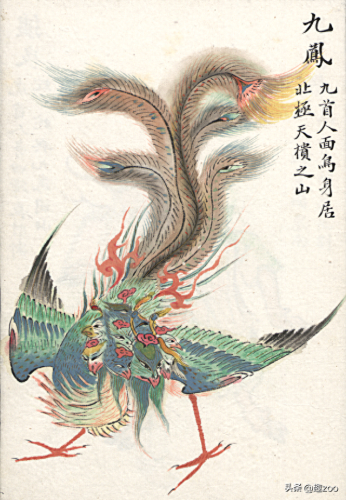 乌鸦世界排名前十(乌鸦战斗力排名)插图10