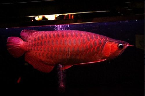 鱼类价格排名前十(食用鱼类价格排行榜)插图2