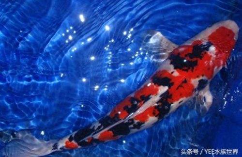 小鱼仔排名前十(小鱼仔哪里的最有名)插图5