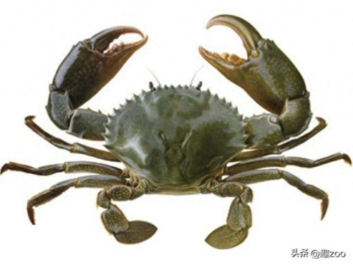 海鲜水产排名前十(海鲜水产十大品牌)插图8