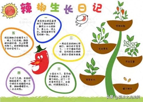植物的手抄报怎么做(用植物做手抄报)插图3